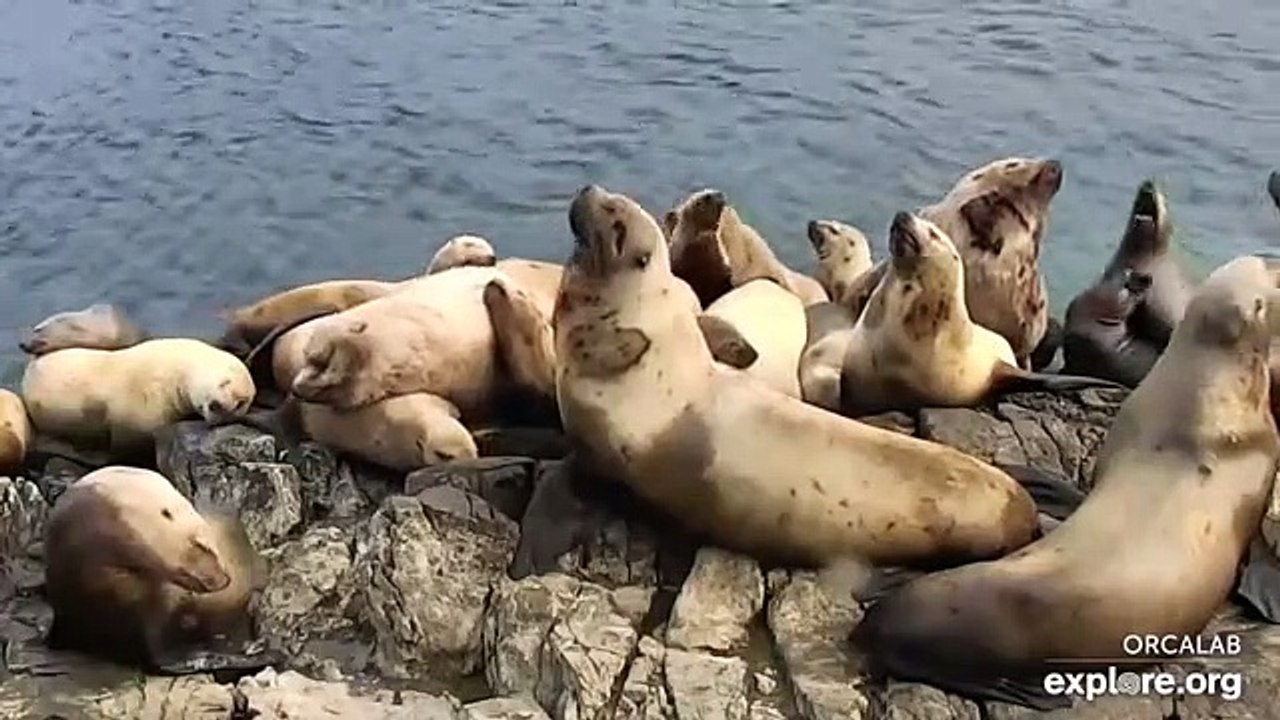 Sea Lion Cam