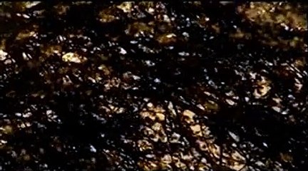 Racines lointaines P Y vandeweerd