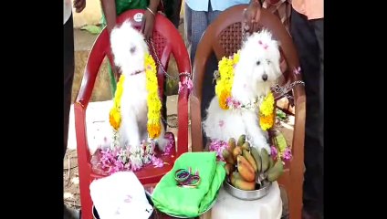 நாயைப் பிடிச்சு கல்யாணம் செஞ்சு வச்சு.. நாகர்கோவிலில் ஒரு அக்கப் போர்-வீடியோ