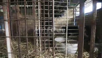 إنقاذ مئتي كلب من المسلخ في كوريا الجنوبية