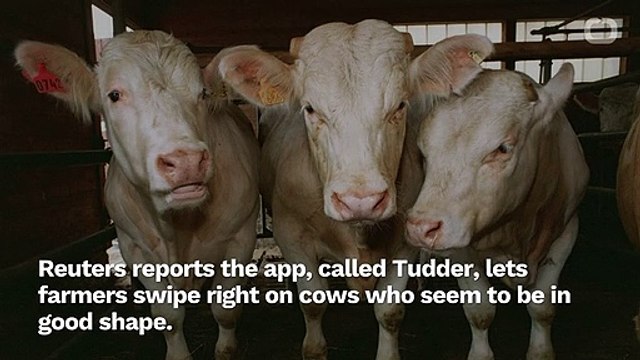 L'application Tinder pour les vaches