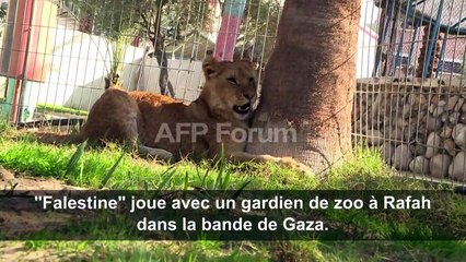 A Gaza, jouer avec une lionne, sans les griffes