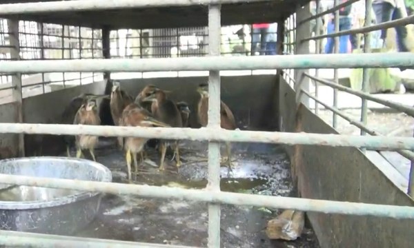 32 Ekor Burung Bangau Dilindungi Diamankan BBKSDA Riau