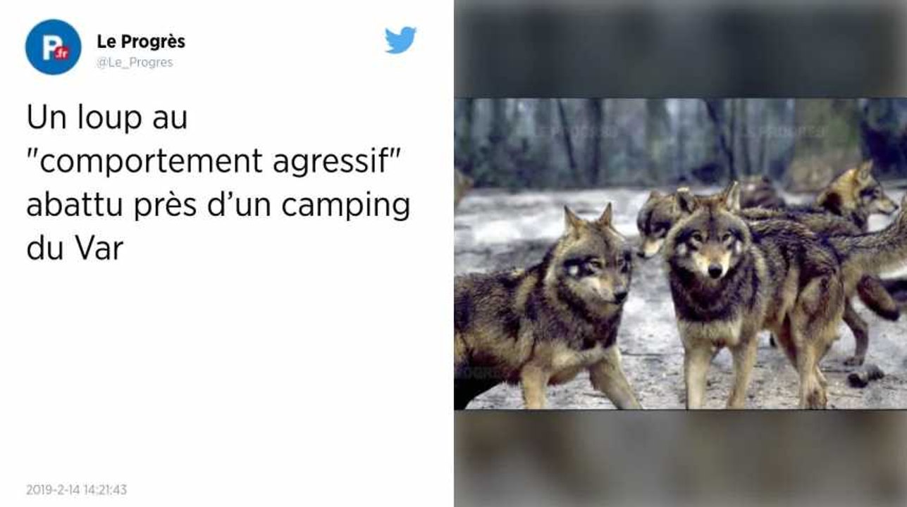 Var. Un loup « agressif » abattu dans le centre-ville de Bormes-les-Mimosas