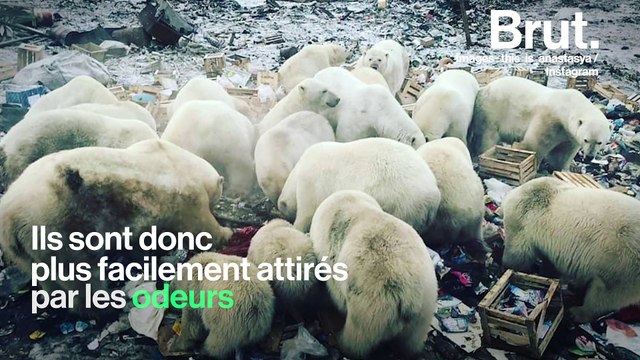 Russie : des ours blancs envahissent un village