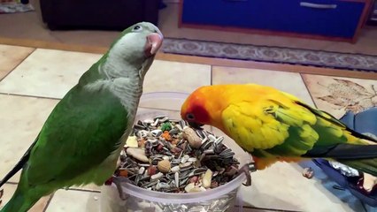 Lola fa amicizia con Papaya