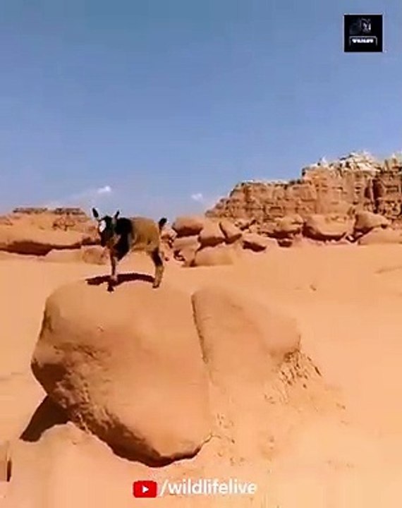 Littte Goat Playing On Sand 