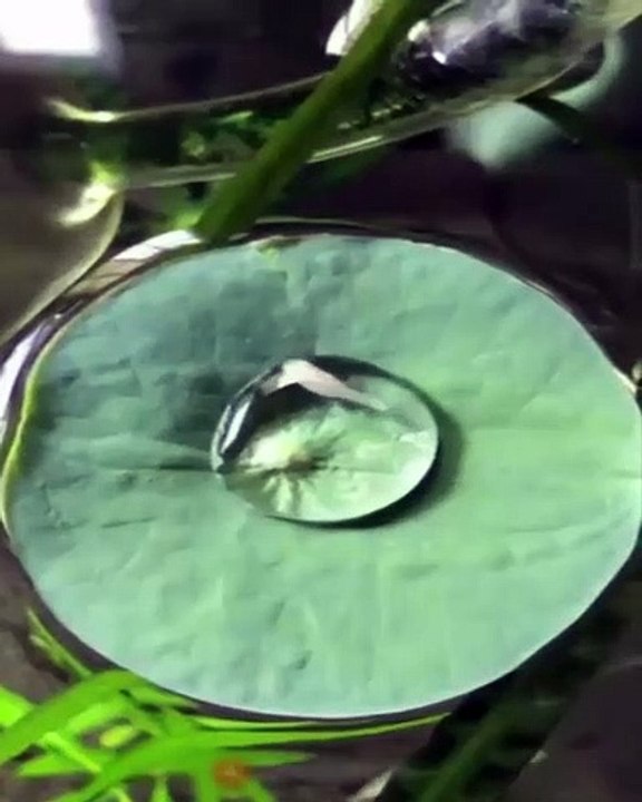 Little Fish Inside on Water Bubble 