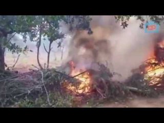 ERRADICAÇÃO DE 55 MIL PÉS DE MACONHA EM PERNAMBUCO