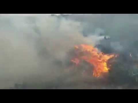 Polícia Federal erradica 125 mil pés de maconha em Salgueiro