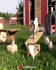 Goat Baby Playing Grassy Ground 
