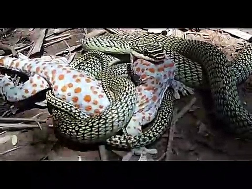 Watch the strangest position of a snake