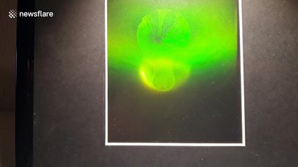 Incredible 3D hologram microscope lets you 'look into' its lenses