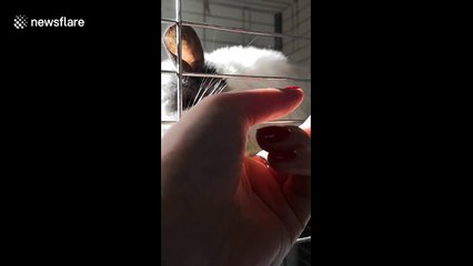 Chinchillas kiss each other to mark Valentine's Day