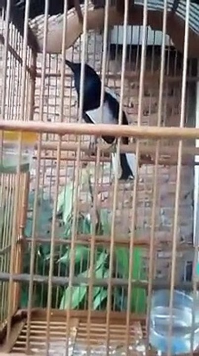 Pancingan Kacer Macet Bunyi