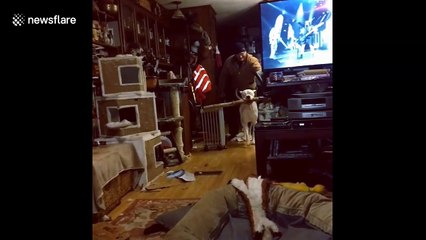 Dog manages to carefully navigate through house with huge stick