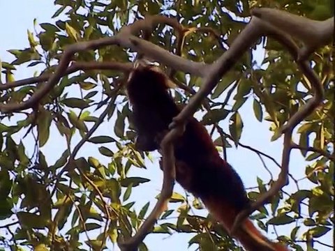 Wild China Pandas - Living With Giants (Panda Documentary)