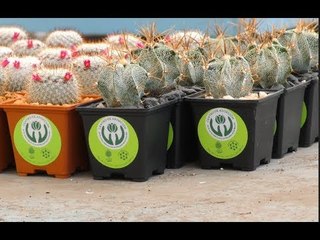 Adopta una planta en peligro de extinción