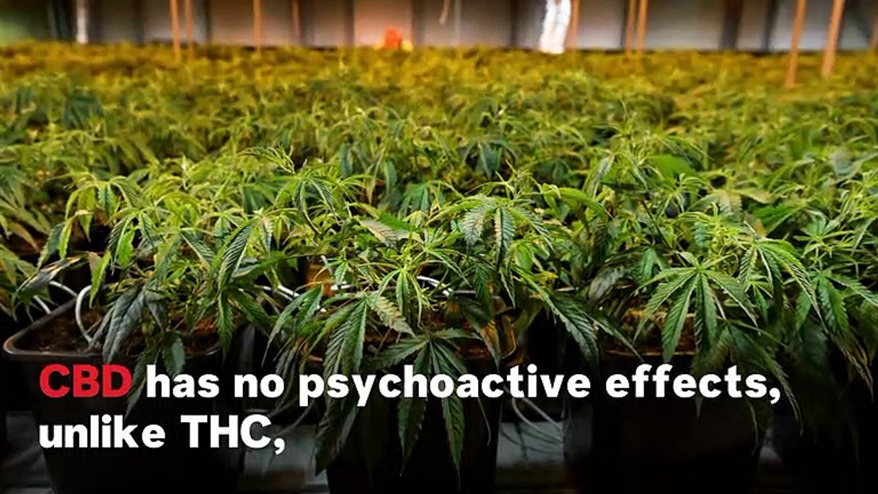 Therapeutic Applications Of Recreational Drugs On The Rise