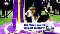 King the Wire Fox Terrier Named Best in Show