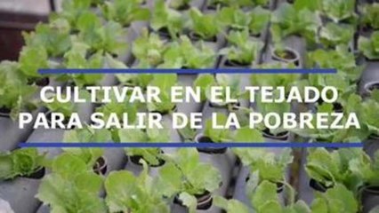 Cultivar en los tejados para salir de la pobreza