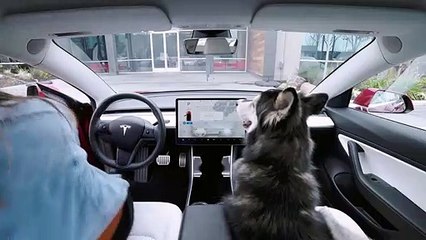 Le Mode Chien sur les voitures Tesla... Tellement drôle