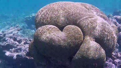 Heart Shaped Coral Discovered During Dive