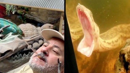 Grossest Way To Feed A Chameleon & Filbert The Snake Yawns Really Wide