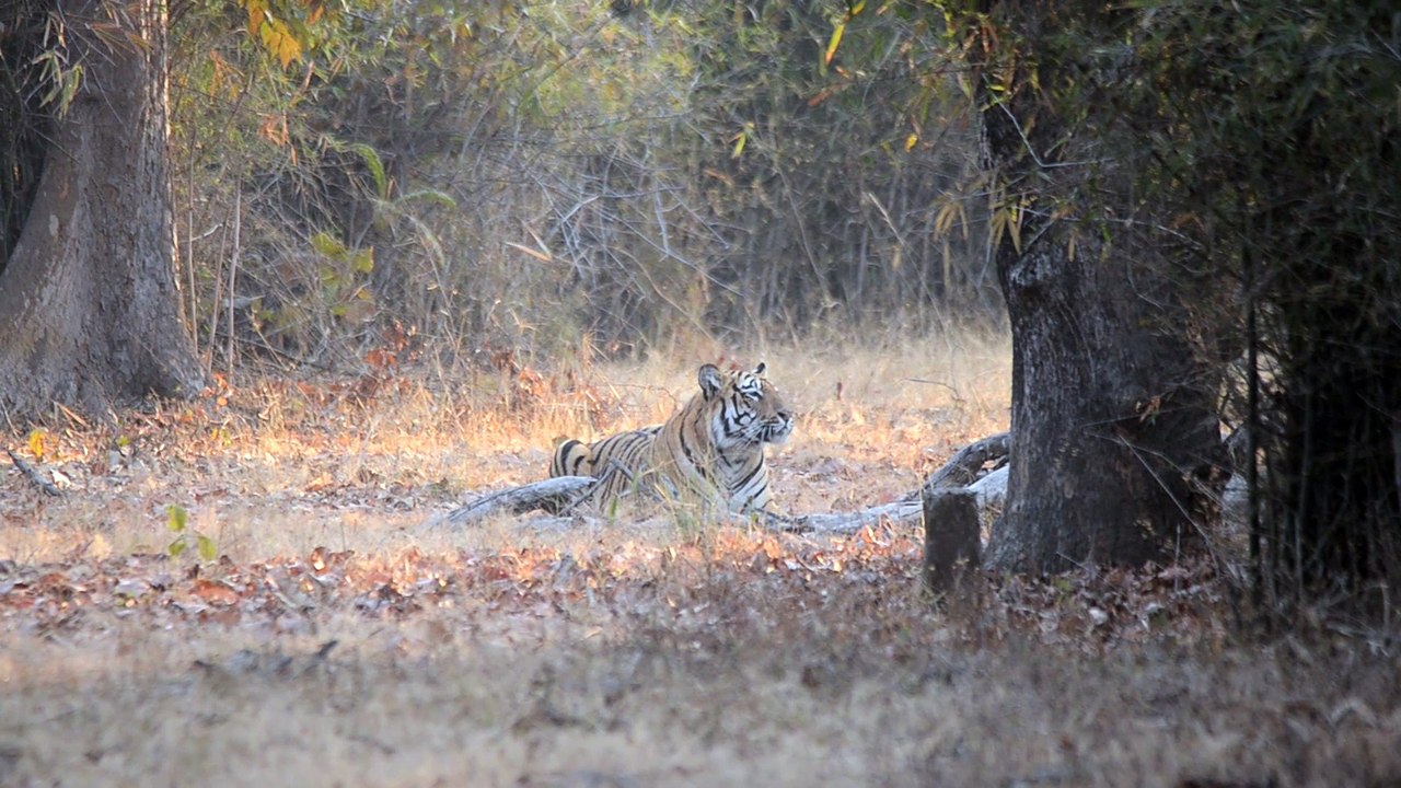 Two Territorial Tigers Come Face to Face