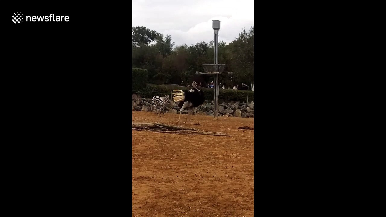 Excited ostrich performs wild, balletic spinning moves