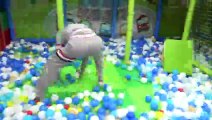 보람이의 타요 키즈카페에서 뽀로로 짜장면 먹기 Pororo Black Noodle in The Indoor Playground