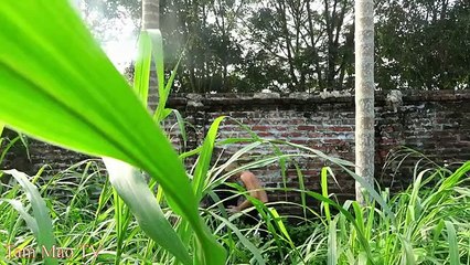 Đốt Ao Thằng Béo Để Trả Thù Và Cái Kết Ngập Tràn Trong Thiên Đường Cư't