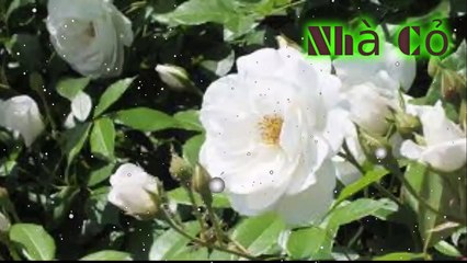 Audio đam mỹ [Chương 25-28] NHIẾP CHÍNH VƯƠNG.