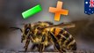 Binatang pintar: lebah madu belajar Matematika - TomoNews
