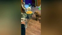 Phản ứng của những chú chó khi chủ cắt bánh hình đồng loại