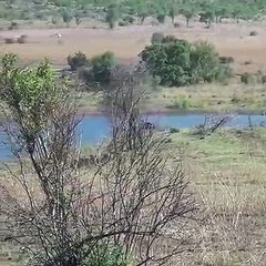 Amazing Lions Hunt Pregnant Wildebeest and Pull the Baby Out