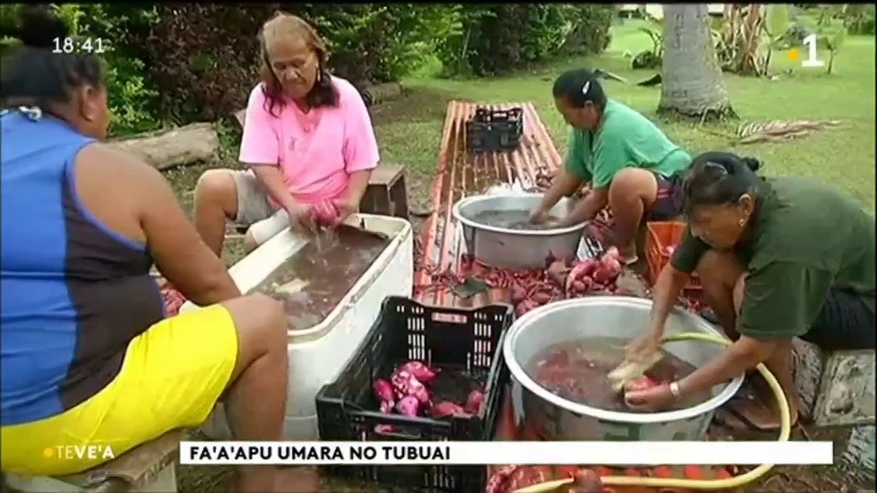 TH : A Tubuai l’heure de la récolte des patates...