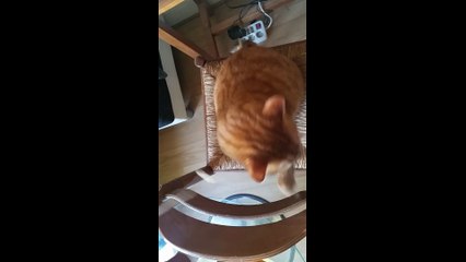 Chat mignon jouant avec une ficelle