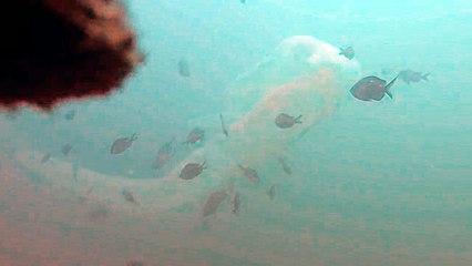 ظهور نادر لأغرب مخلوق هلامي ضخم يسكن أعماق البحار