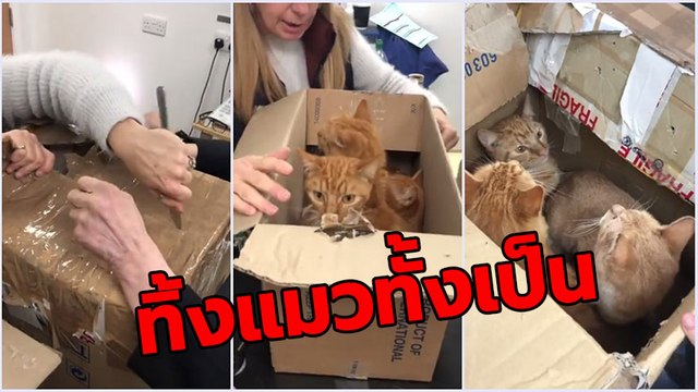 สุดสลดใจ ! ทิ้งแมว 11 ชีวิต ใส่กล่องซีลปิดแน่น