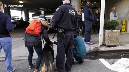 US police dog put down after exemplary life of service
