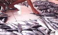 Cuaca Buruk, Harga Ikan Cakalang Fufu Naik