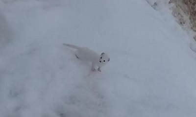 Beyaz Gelincik, Tunceli'de görüntülendi