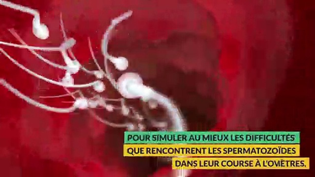 Spermatozoïdes en difficulté