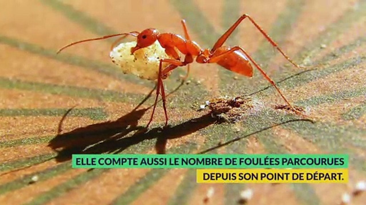 Un robot à pattes sans GPS