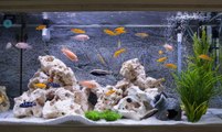 Les critères de cohabitation des poissons en aquarium