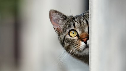 Are you anxious? That's why your cat is overweight!