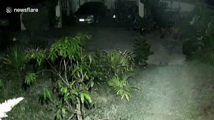 What a brazen thief! Elephant breaks into garden to feast on bananas