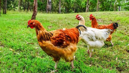 Organic Chicken Newtonville Ontario | threestrandsfarm.ca | Call US 905-407-7231