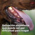 ¿Qué problemas puede tener un perro en la boca?